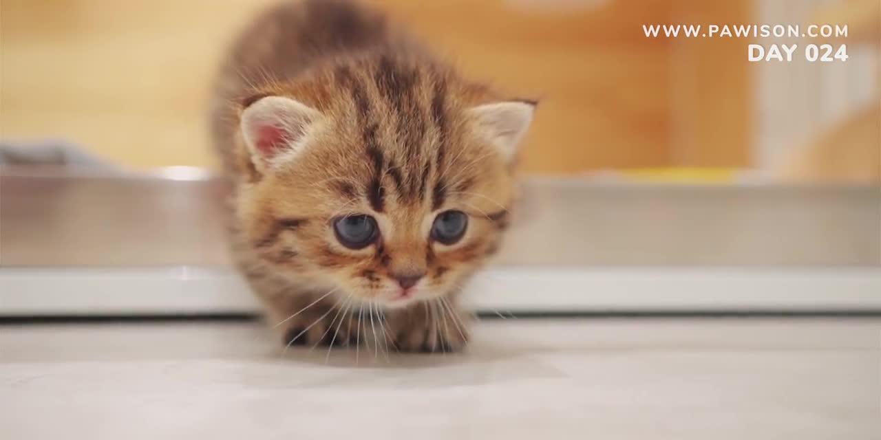 Kitten Grow Complete Different in 100 Days.mp4