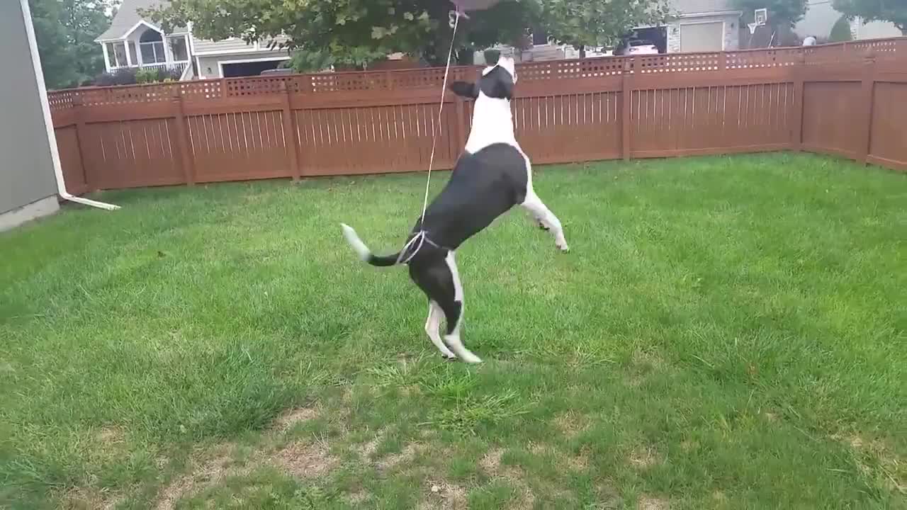 Dog Plays with Balloon