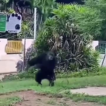 So funny incroyable animal