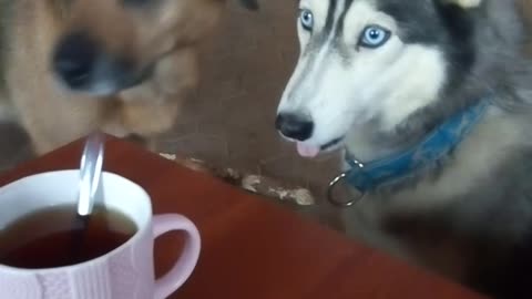 Husky asking for chocolate 