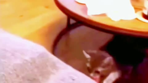 funny cats doing crazy things