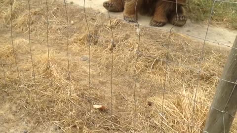 Bear catching bread at Olympic Game Farm