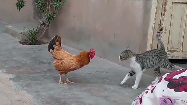 Funniest Animals Fight 2022/ Funny Cats/ Funny Animals Planet