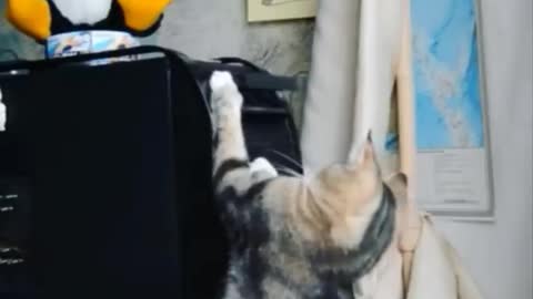 Funniest Cat (try not to laugh) 🤣🤣🤣🤣