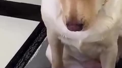 This is a dog offended by the owner