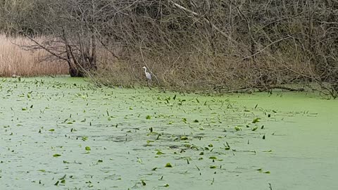 Heron at pond. Waiting for the fish.