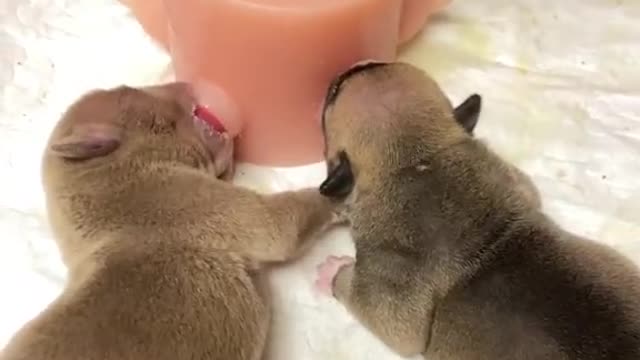 Adorable pups 🤣🤣💗🥰