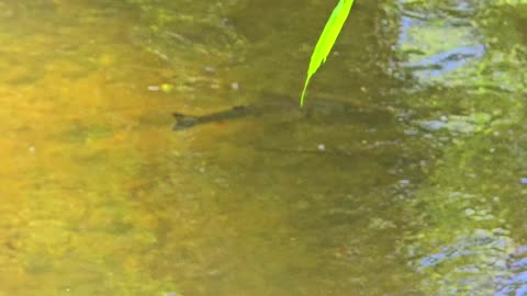 Beautiful chub in a river / beautiful fish in a river.