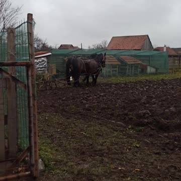 Plowing with horses