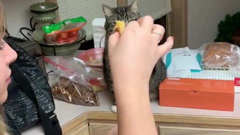 Pizza eating dinner very funny