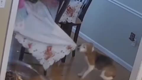 DOG ready in the kitchen: video is very funny
