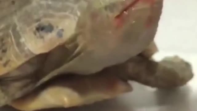 Turtles love strawberries | Funny animals
