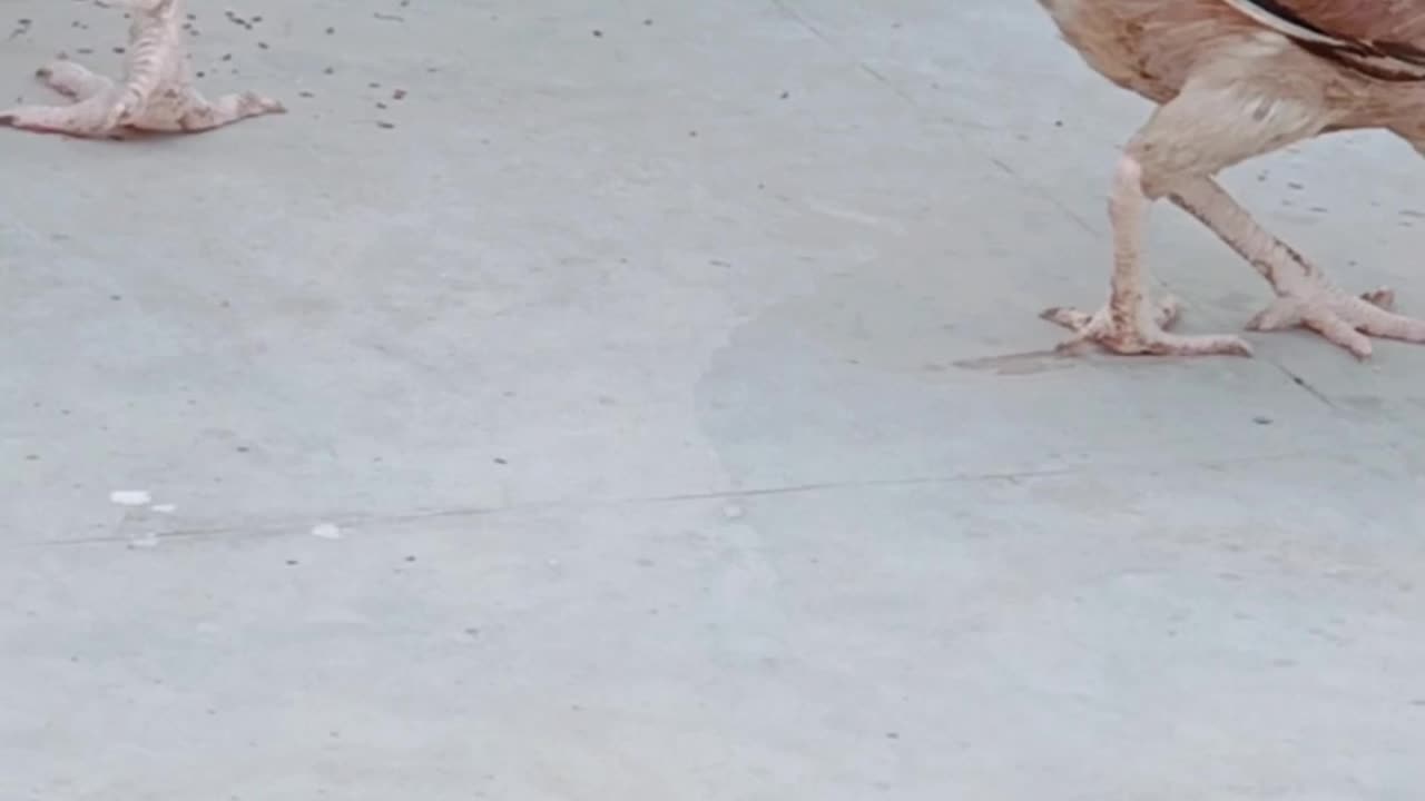 Rooster 🐔 hen 🐓 chilling