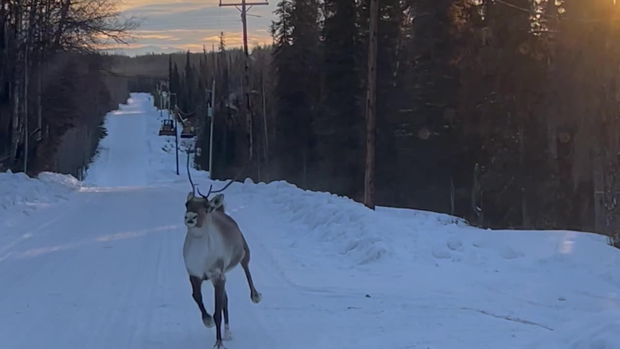 Caribou's Morning Prance