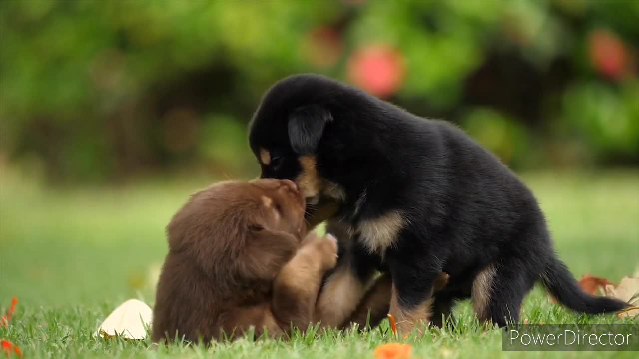 Cute dogs, dogs fighting dogs playing each other in garden