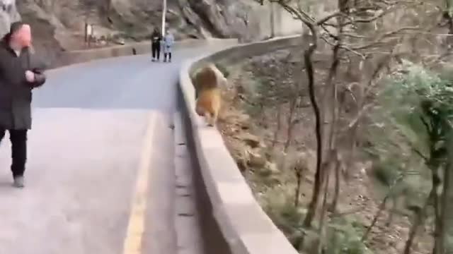 Monkey fast running funny video 😅