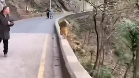 Monkey fast running funny video 😅