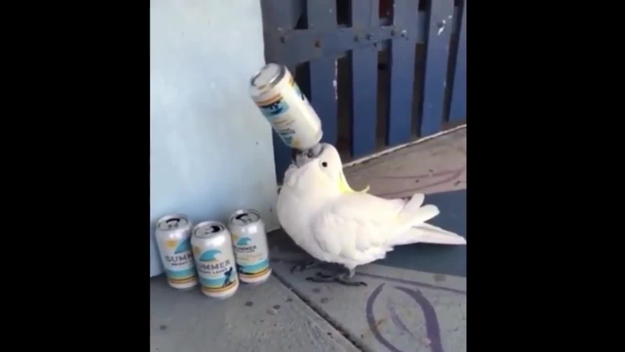 Funny Parrot Drinks Beer