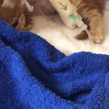 Un perro casi pone fin a su vida, pero su voluntad fue más fuerte que sus lesiones