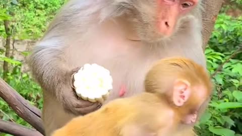 monkey baby wants to eat corn