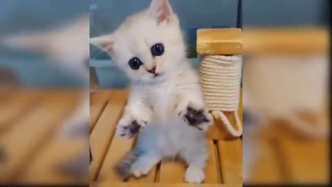 Baby Cats - Cute and Funny Cat Videos Compilation #34 | Aww Animals