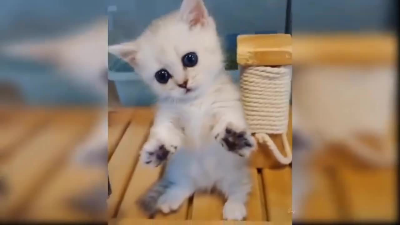 Baby Cats - Cute and Funny Cat Videos Compilation #34 | Aww Animals