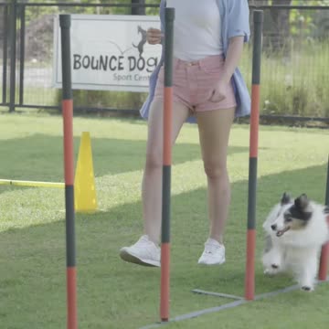 Funniest and Cutest Dog Training New