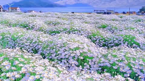 Flowers are in full bloom and the scenery is beautiful