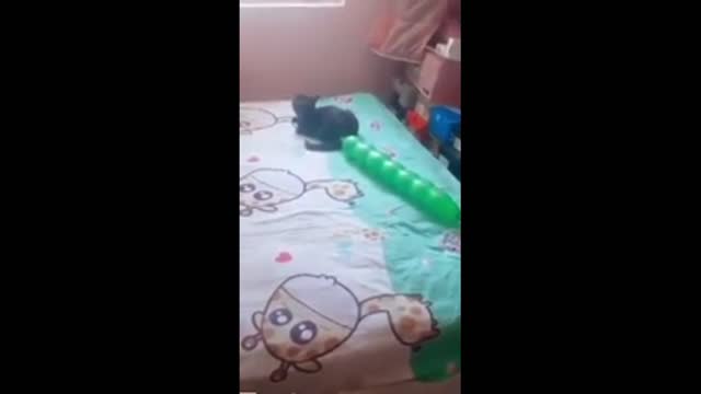 See how this kitten almost flies