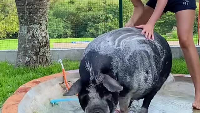 Bath Day