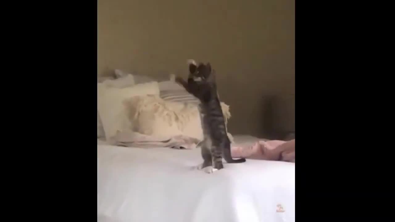 Funniest Cat _ Best Of The 2021 _ Funny Animal Videos