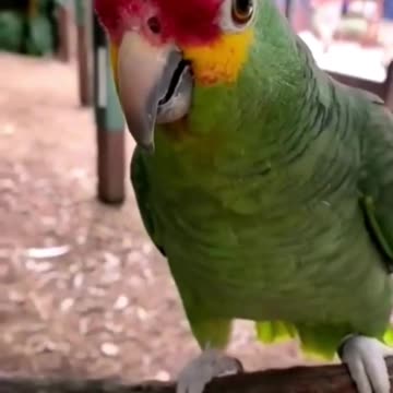 Breaking down language barriers through bubbles