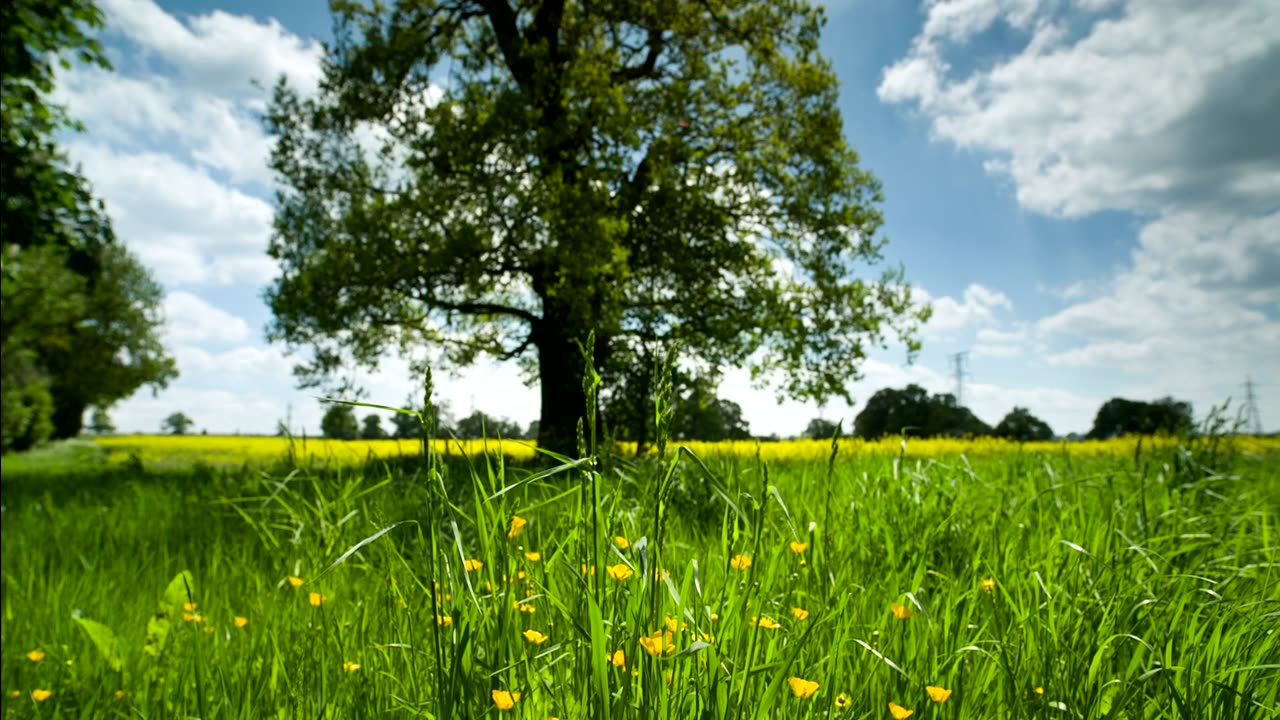 Beautiful Tree And Flowers flowing amazing senery