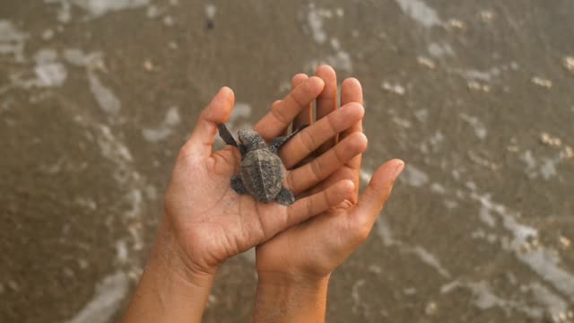 Sea turtle