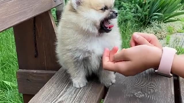 Sweet Pup amazingly smiled