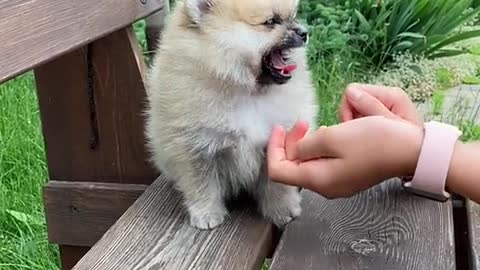 Sweet Pup amazingly smiled