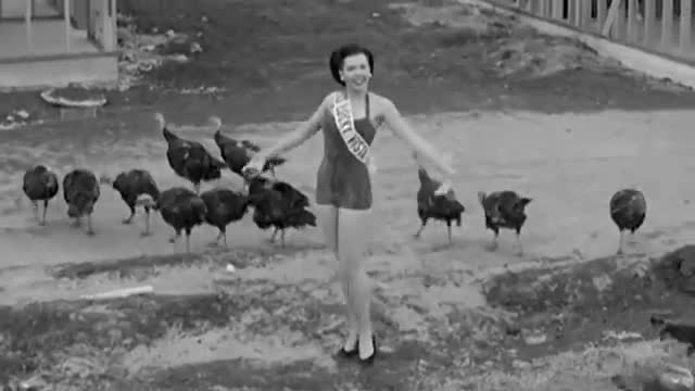 Watch the Birdie - the turkeys escape