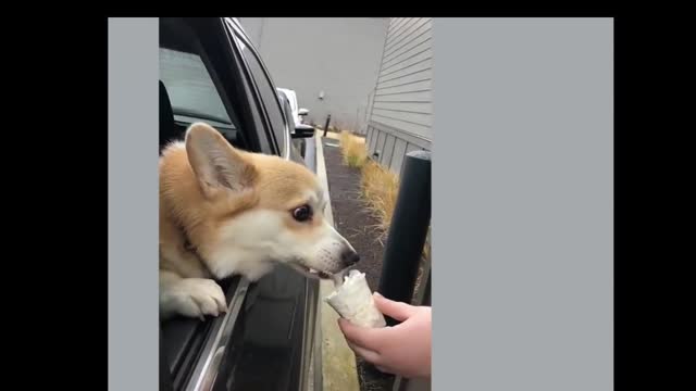 Tender dogs