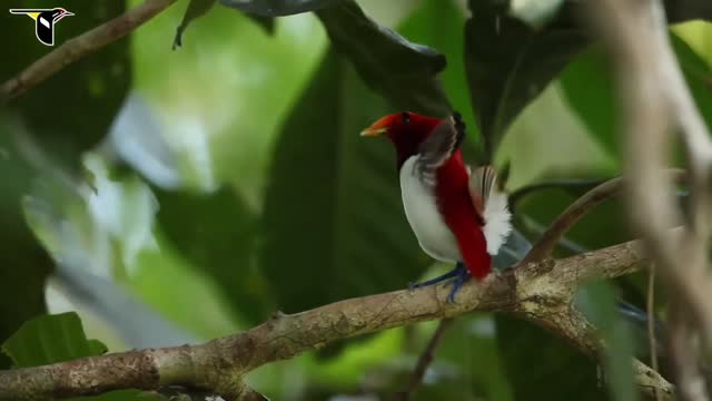 Birds Flying Video