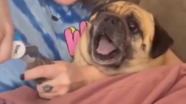 Dog Screaming like a scary kids - Very funny