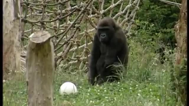 Playing Football with Gorillas | The Zoo Keepers | BBC Earth