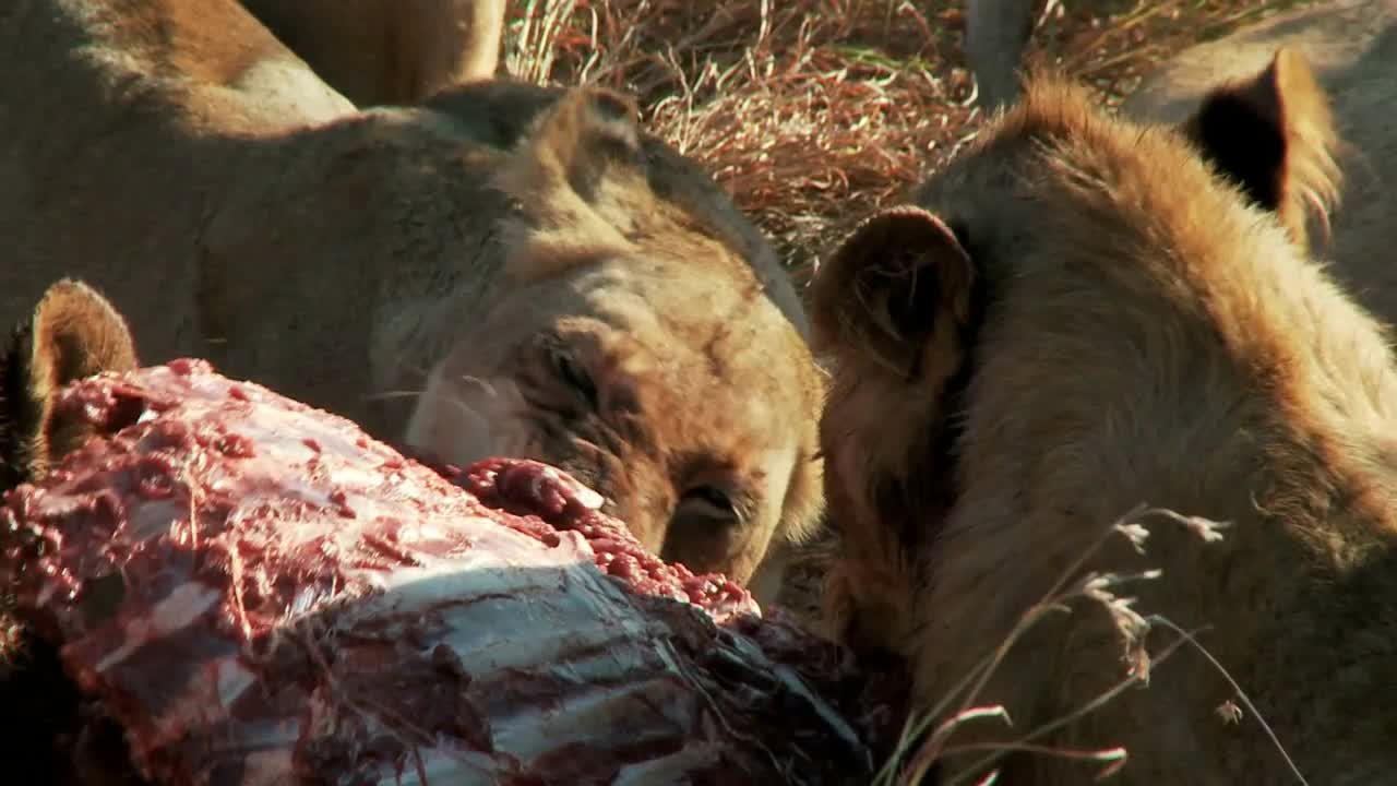 Lions Feasting