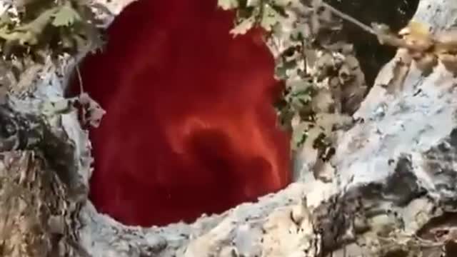 Fire burning inside of a tree due to the lightning 🤯 Have you ever seen anything like this?