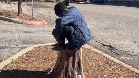 An illegal perched on a tree stump