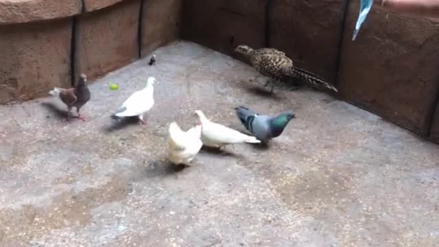 Bird Paradise