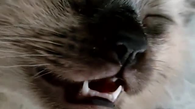 Cats