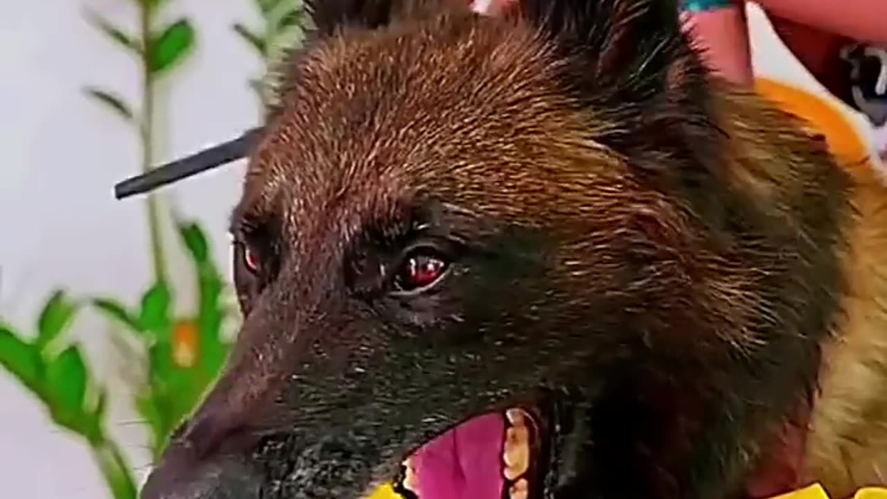 Love and Affection of Dog