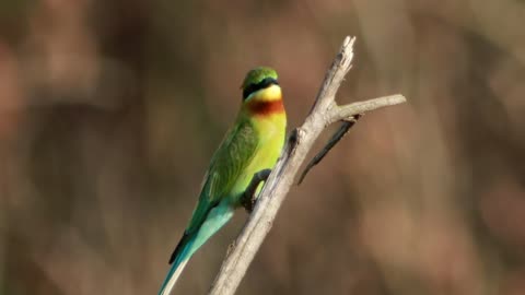 Colorful bird on a small branch