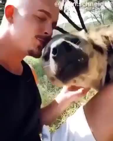 When you have a friend, a hyena