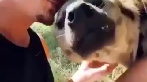 When you have a friend, a hyena